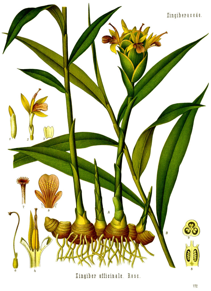 cây gừng