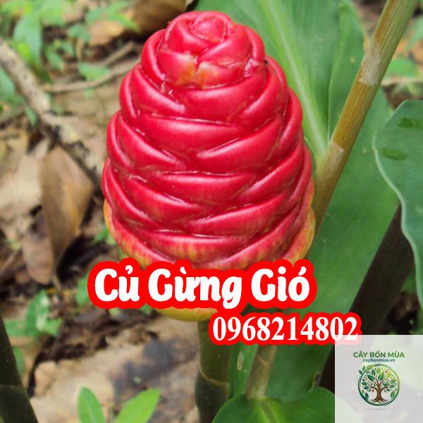 cây gừng Ấn Độ - Image 5