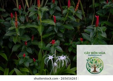 cây gừng Ấn Độ - Image 1