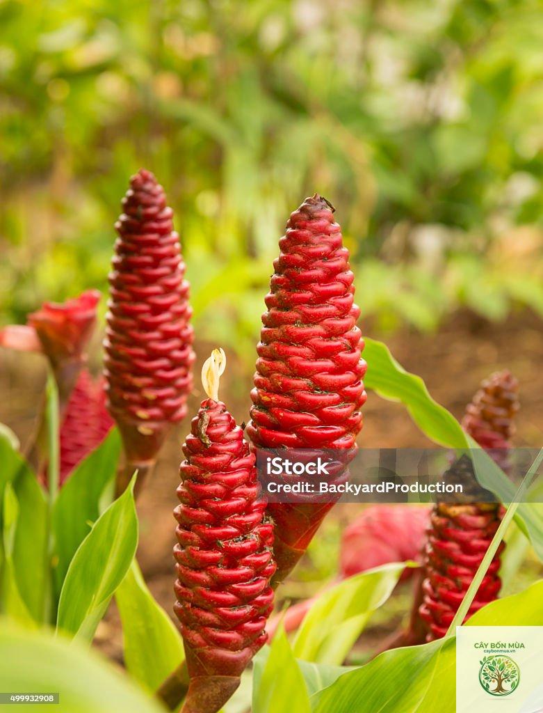 cây gừng Hawaii