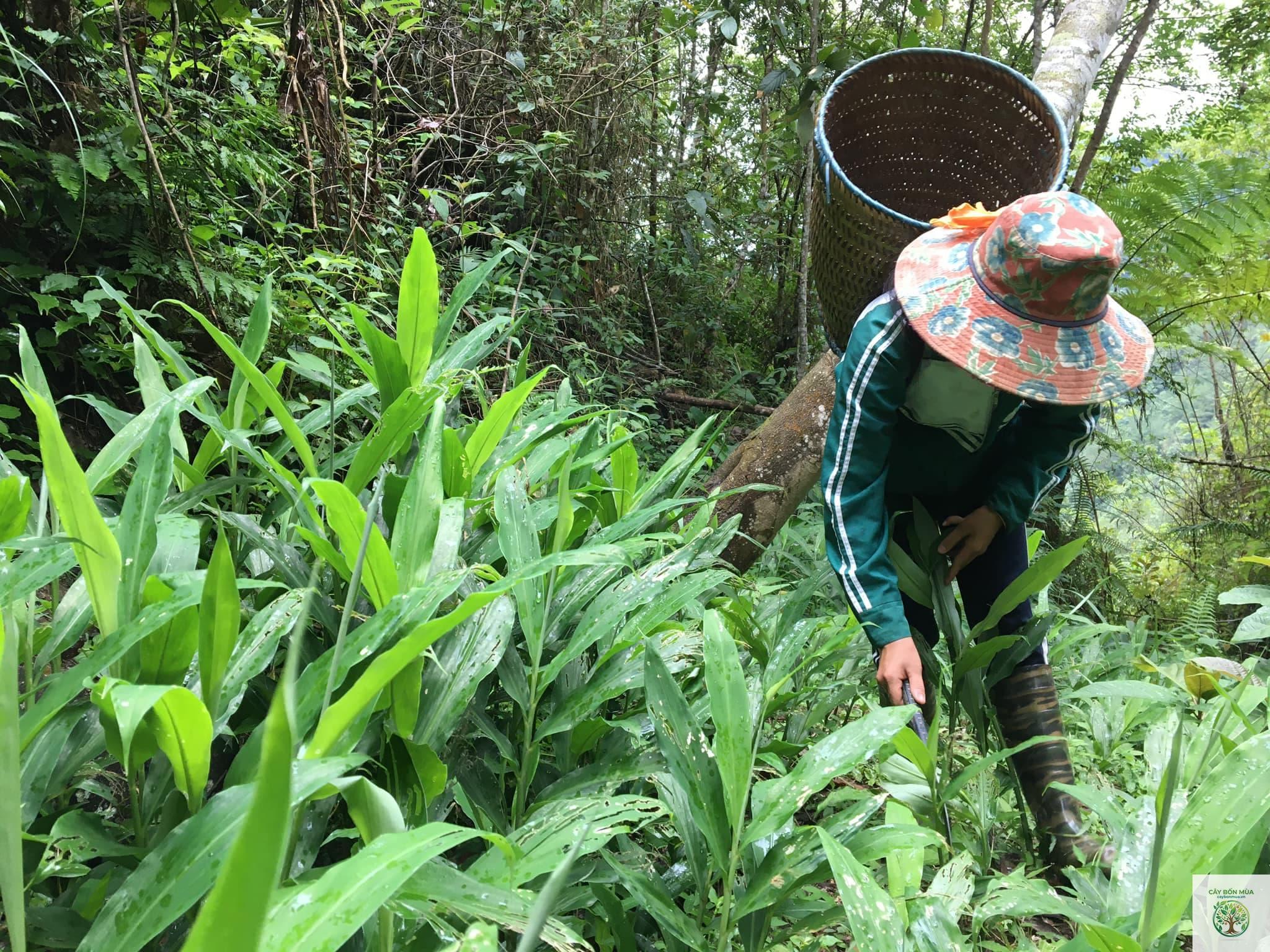 cây gừng Myoga - Image 3