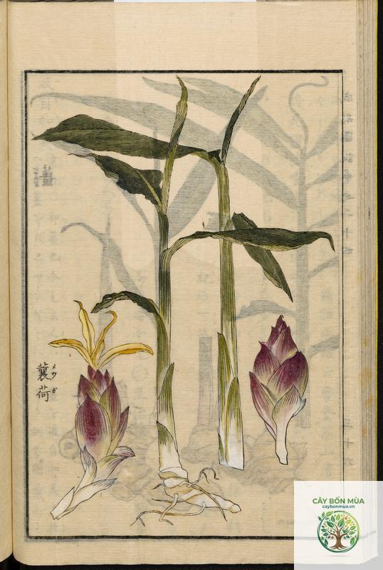 cây gừng Myoga