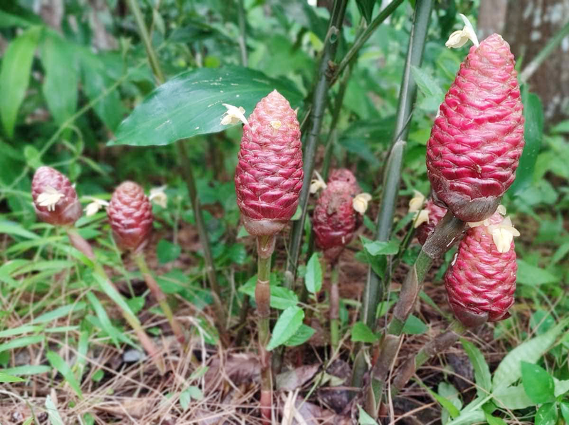 cây gừng Nam Mỹ - Image 3