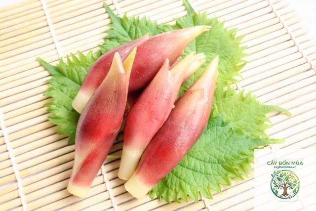cây gừng Nhật