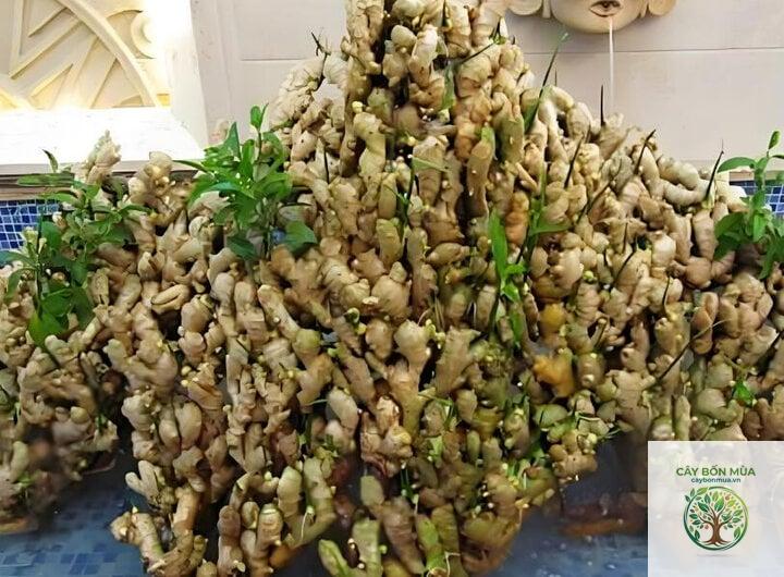 cây gừng cảnh ăn được - Image 3