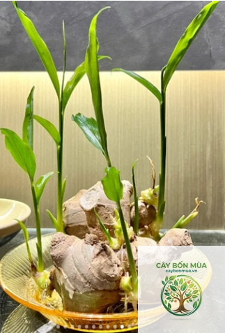 cây gừng cảnh ăn được - Image 4