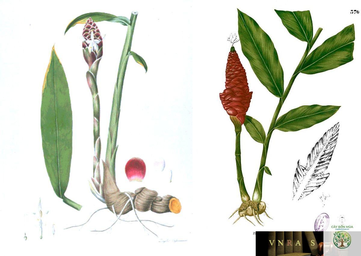 cây gừng dại - Image 5
