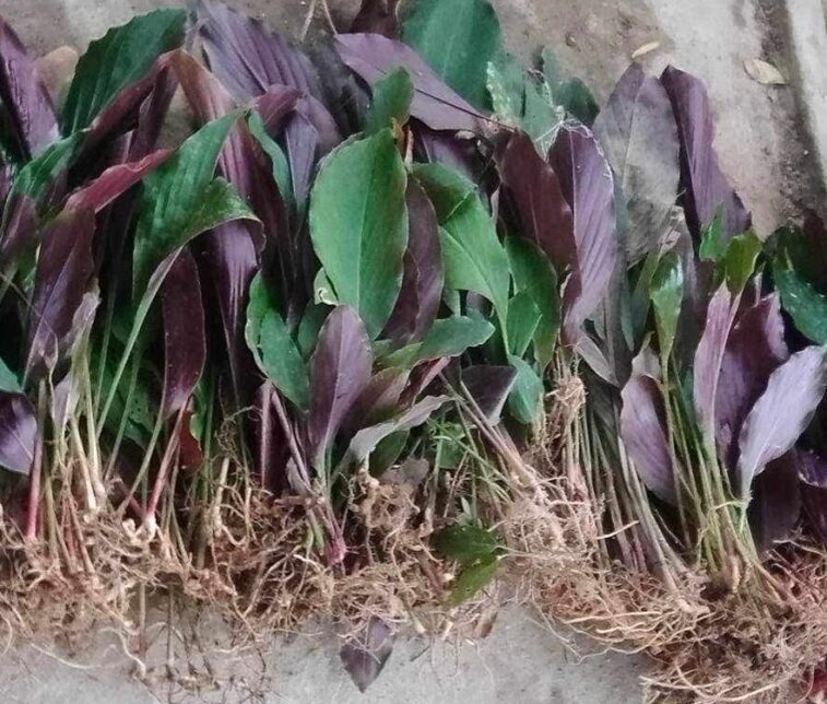 cây gừng đen