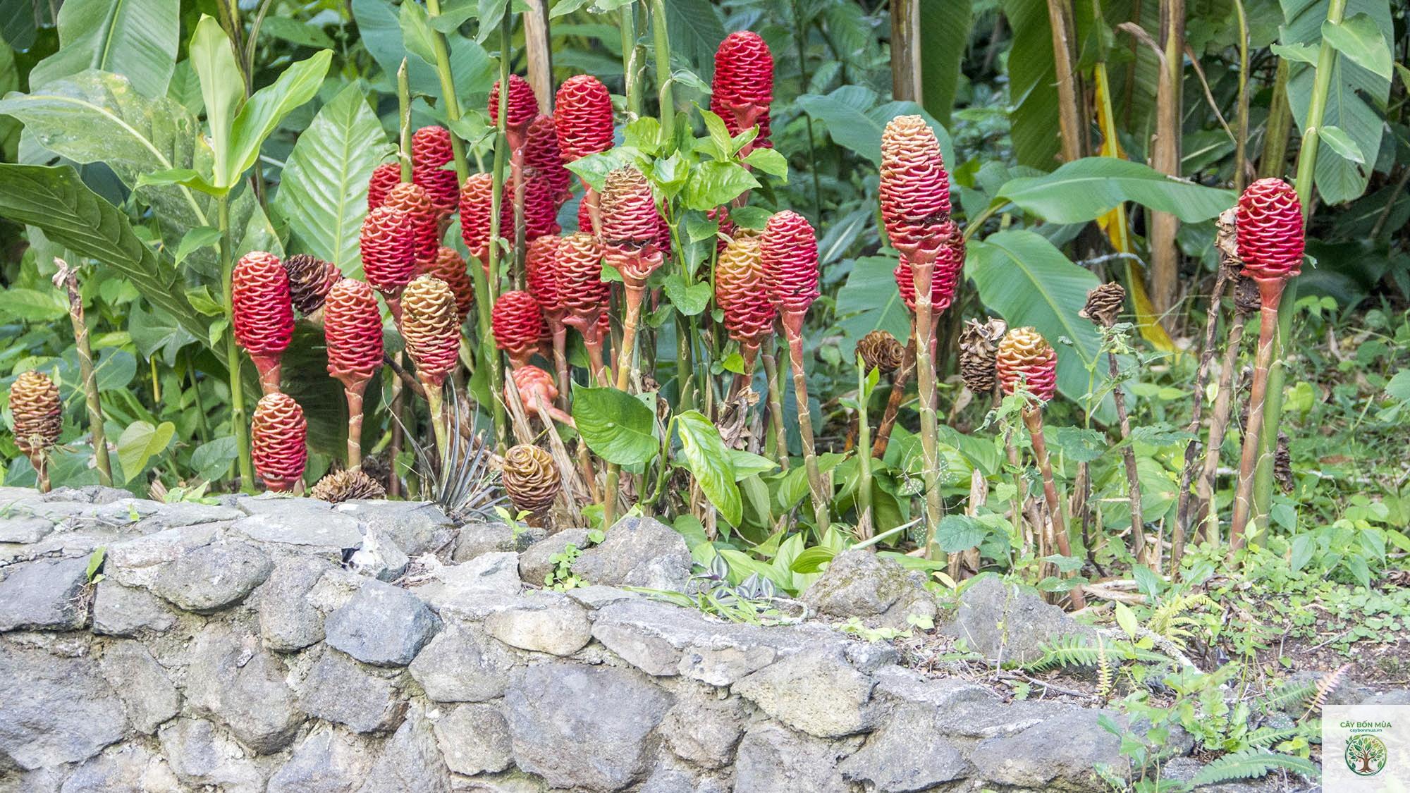 cây gừng đỏ - Image 4