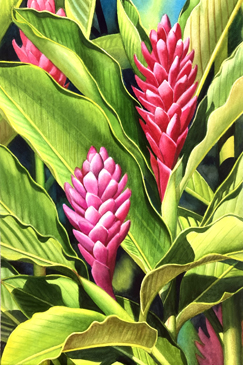 cây gừng đỏ Hawaii - Image 2