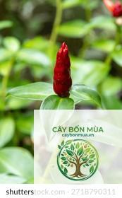 cây gừng đỏ Hawaii - Image 3
