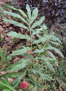 cây gừng gió