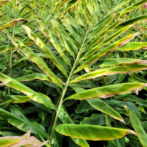 cây gừng gió - Image 4