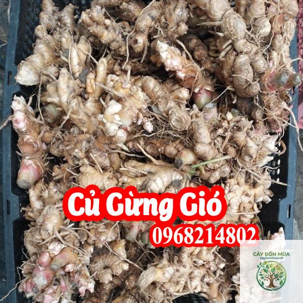 cây gừng gió - Image 5