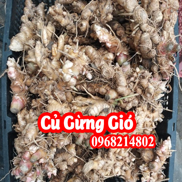 cây gừng gió - Image 5