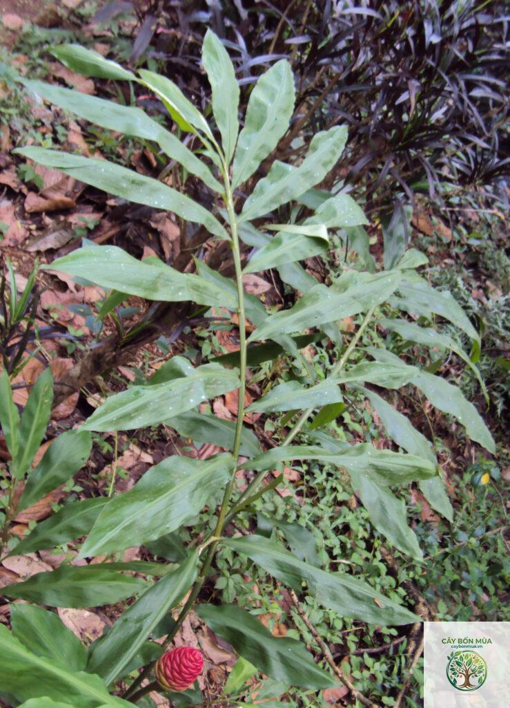 cây gừng gió