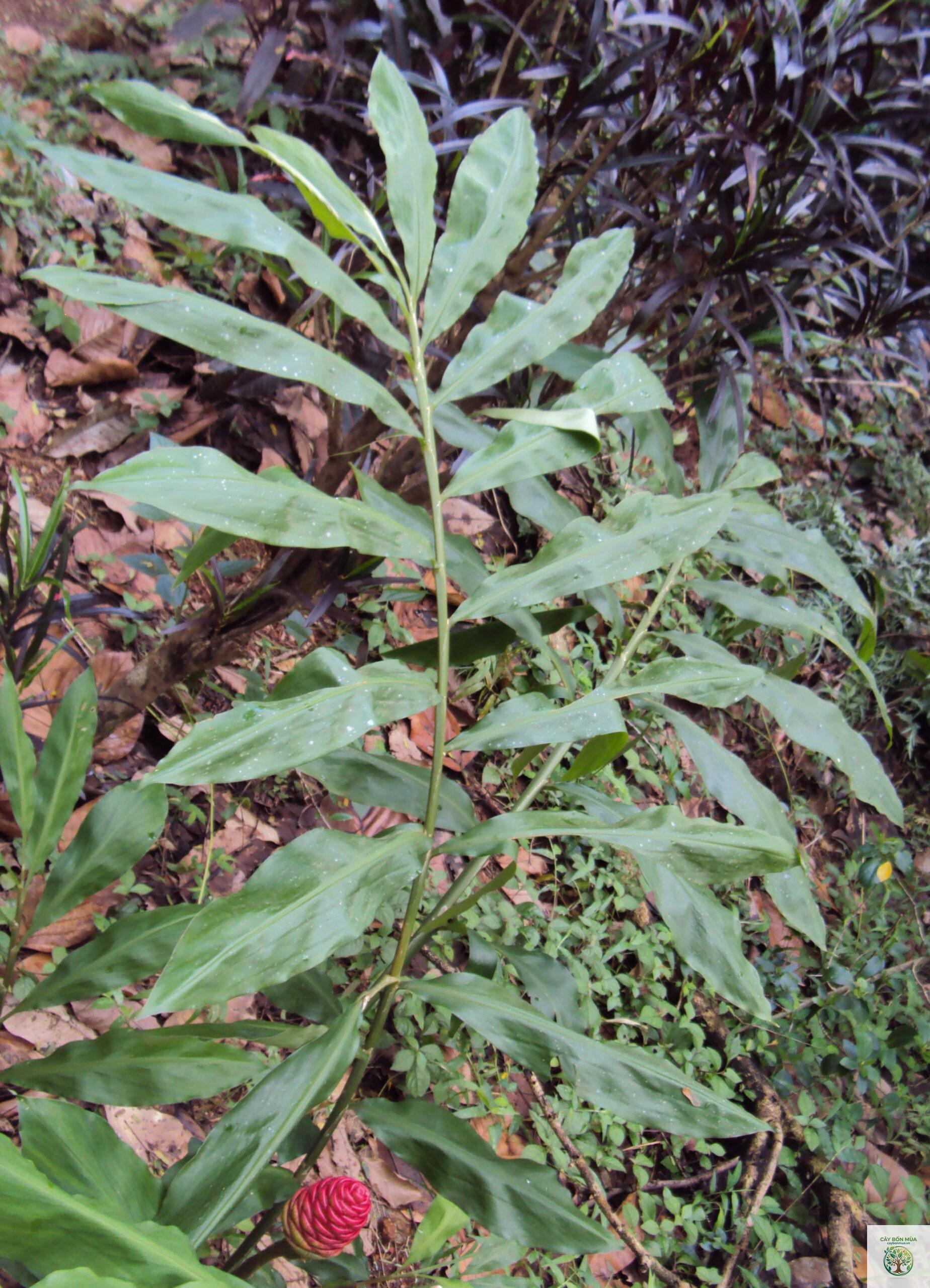 cây gừng rừng - Image 3