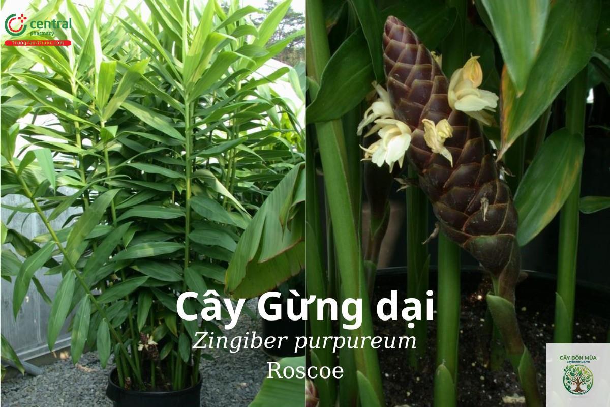 cây gừng rừng - Image 4