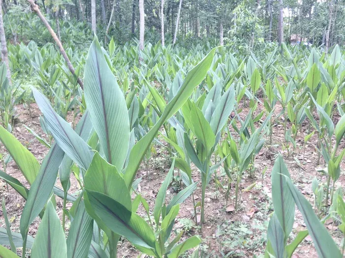 cây gừng trắng - Image 4
