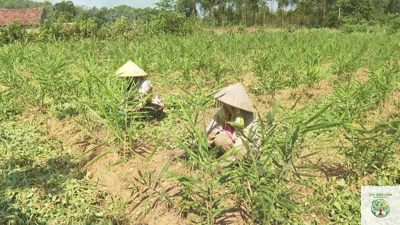 cây gừng trâu - Image 2