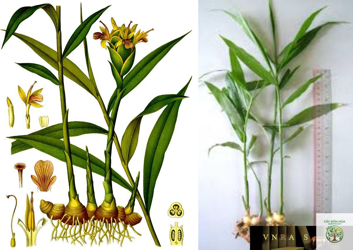cây gừng tươi - Image 4