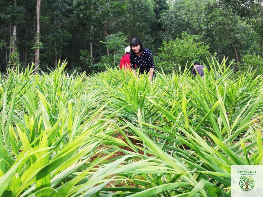 cây gừng xanh
