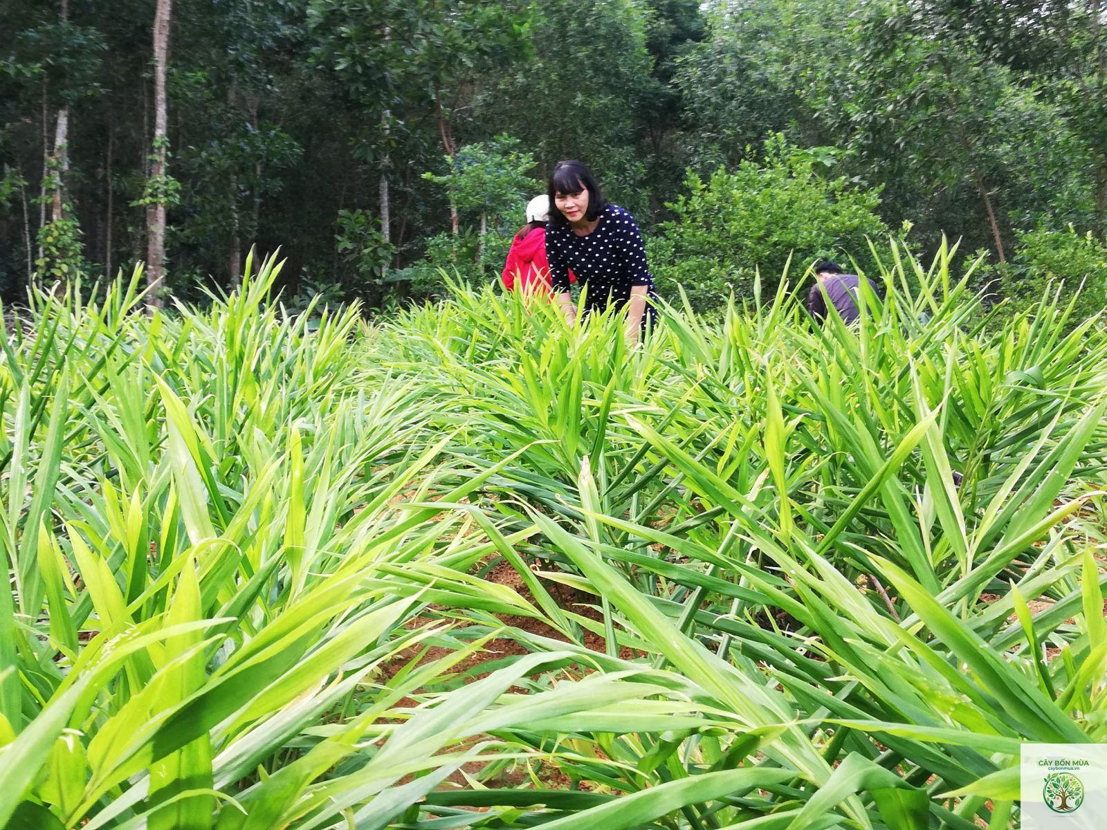 cây gừng xanh - Image 1