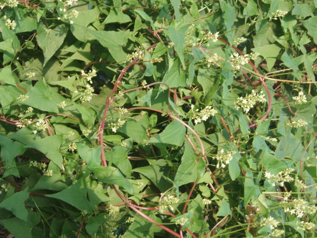 cây hà thủ ô đỏ