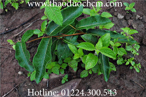 cây hà thủ ô đỏ - Image 3