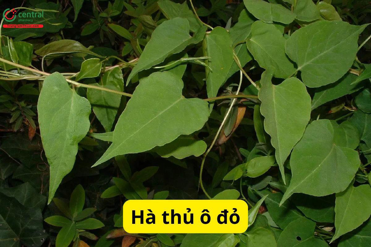 cây hà thủ ô đỏ - Image 4