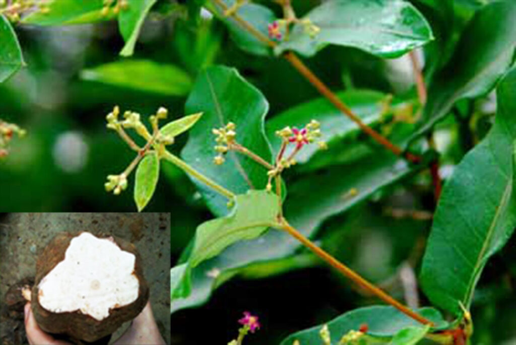 cây hà thủ ô trắng