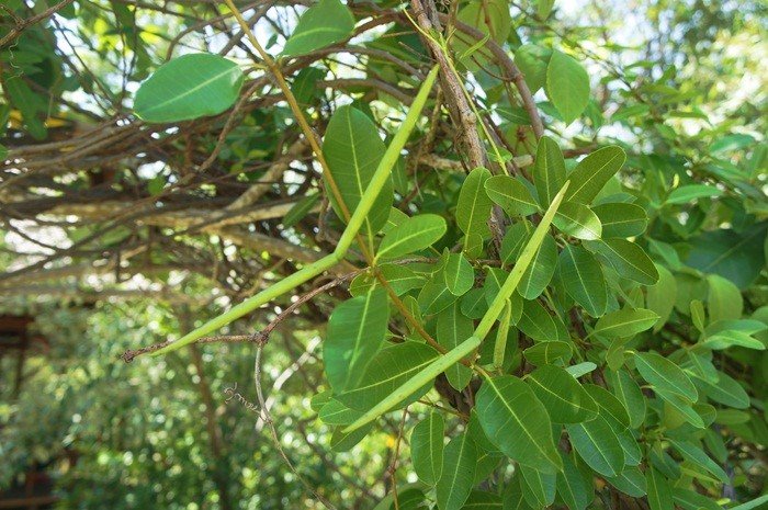 cây hà thủ ô trắng - Image 4