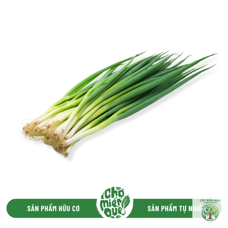 cây hành Welsh - Image 4