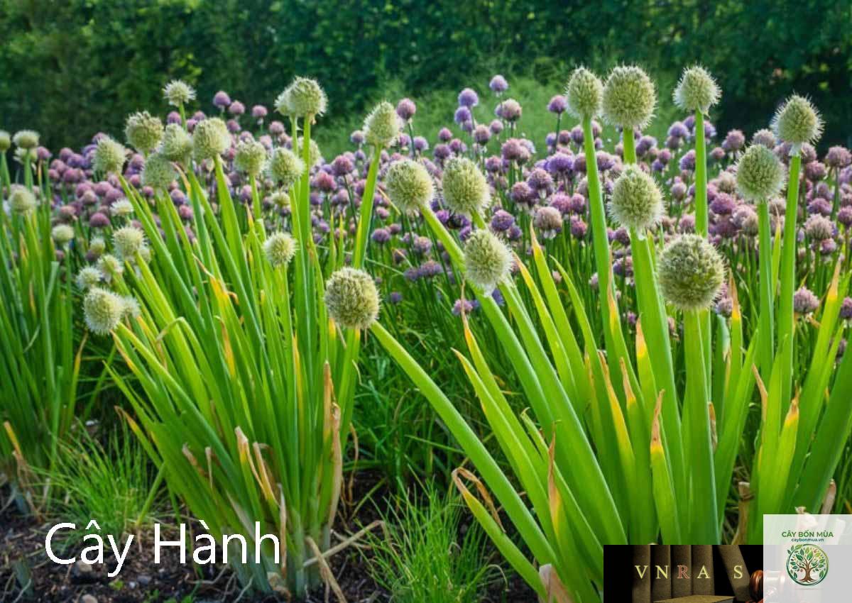 cây hành lá - Image 3