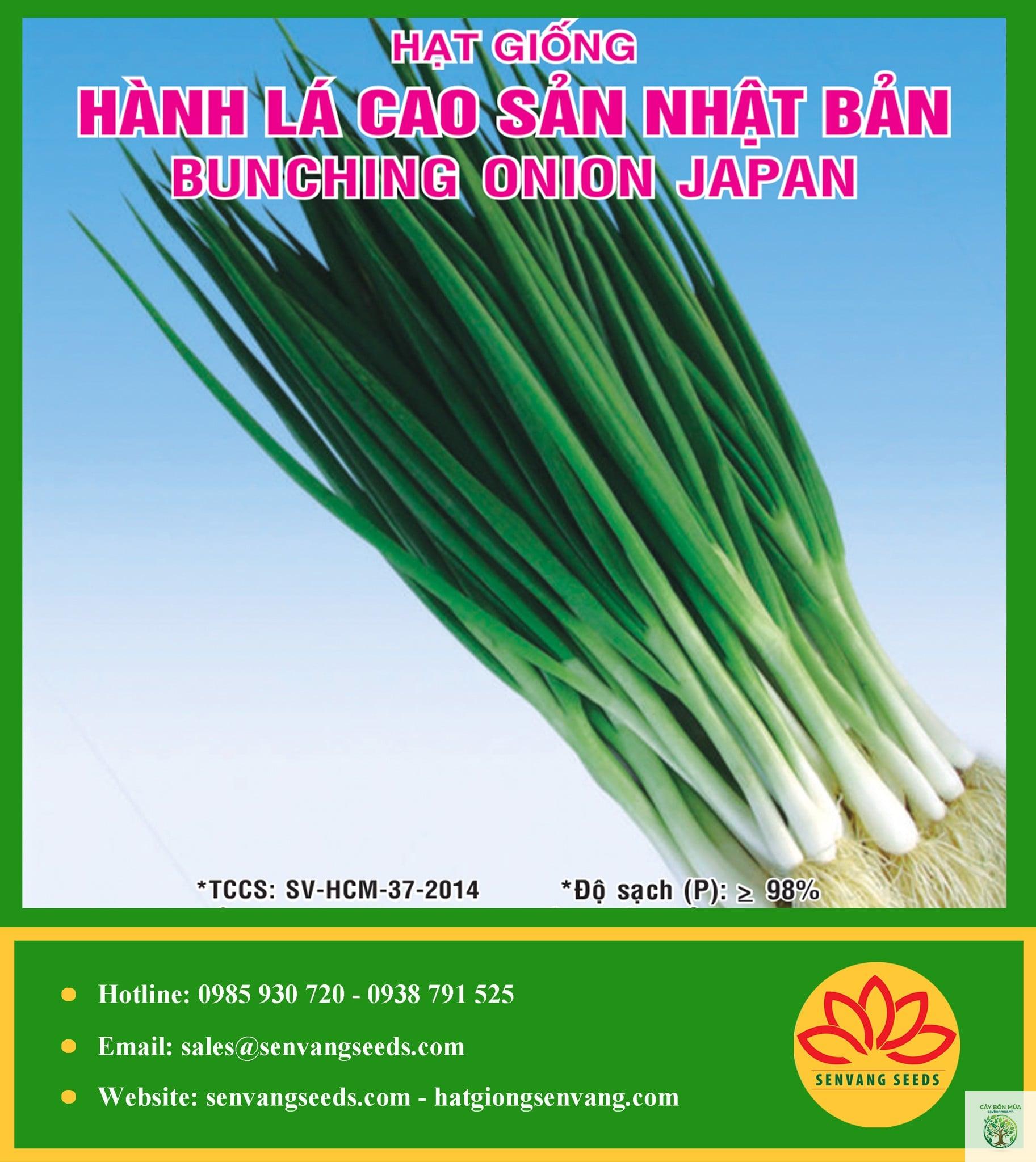 cây hành lá Nhật - Image 3