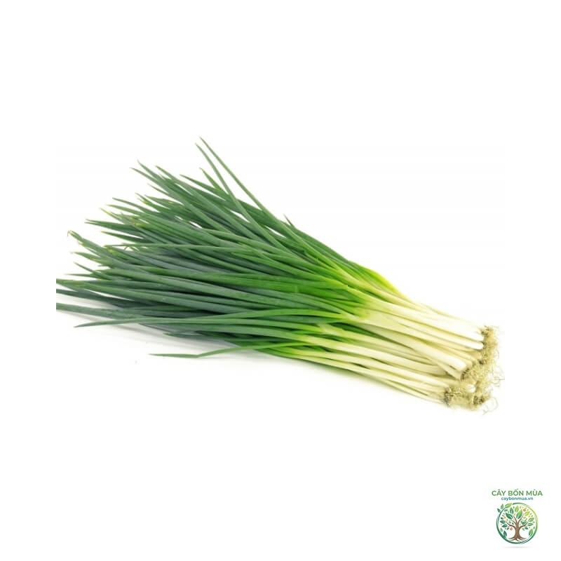 cây hành lá Nhật Bản - Image 4
