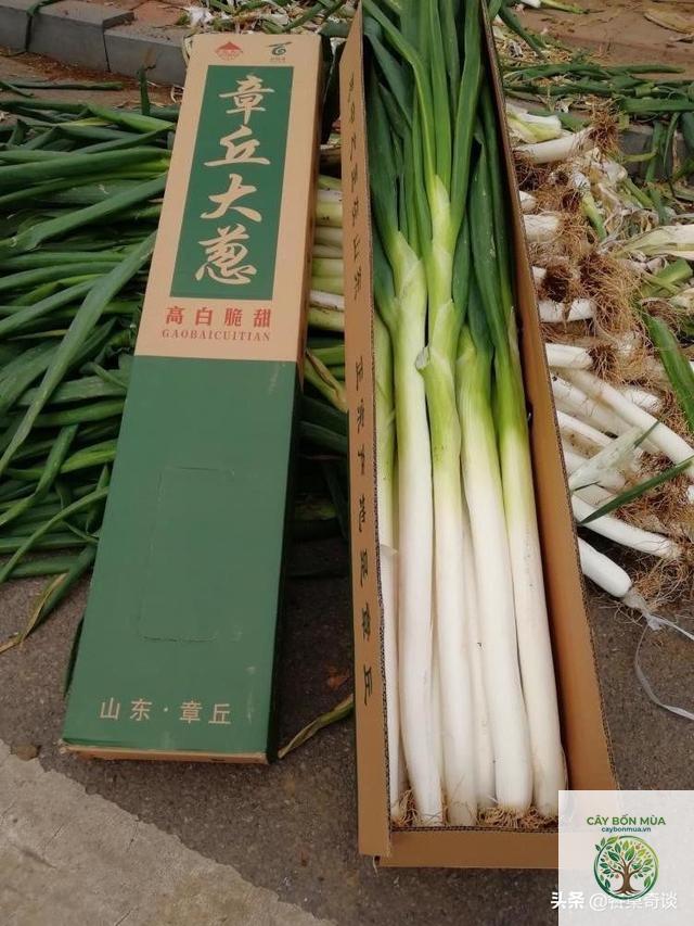cây hành lá Trung Quốc - Image 2