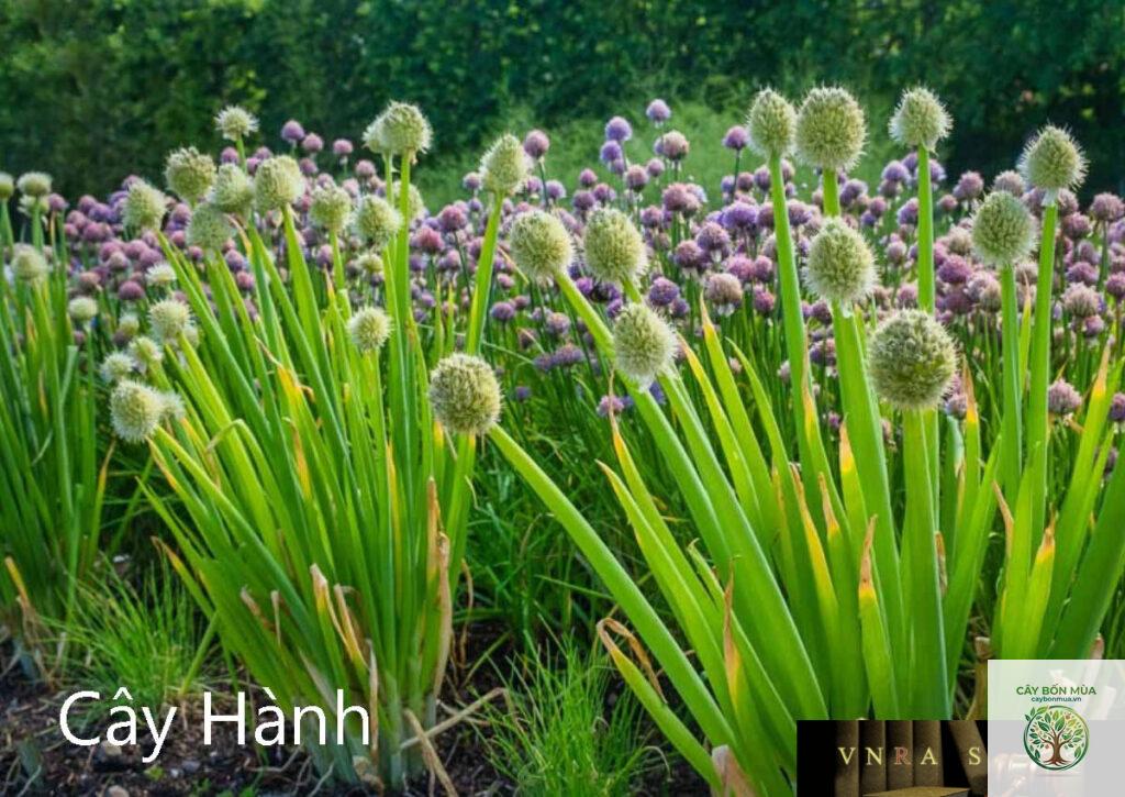cây hành lá dại