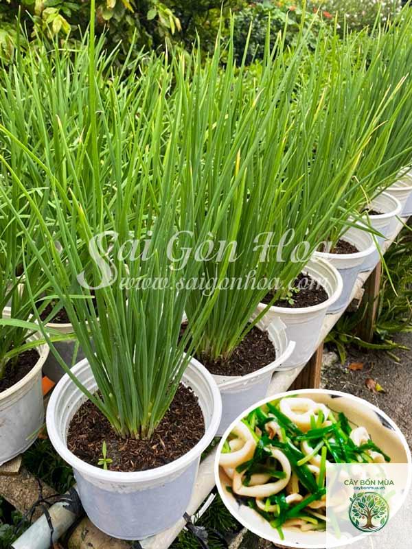 cây hành lá dại - Image 5