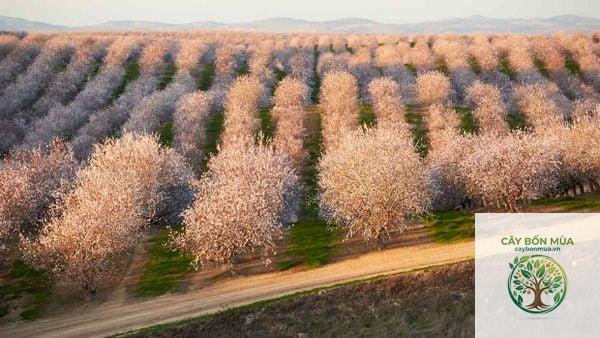 cây hạnh nhân California - Image 2