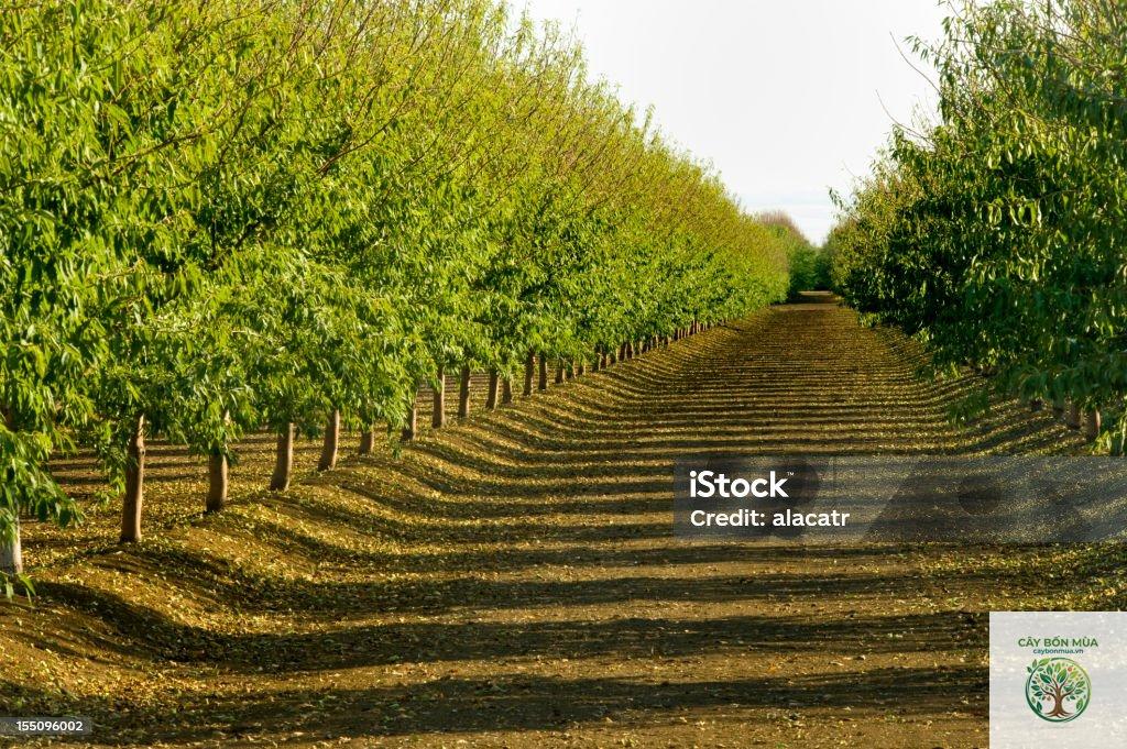 cây hạnh nhân California - Image 3
