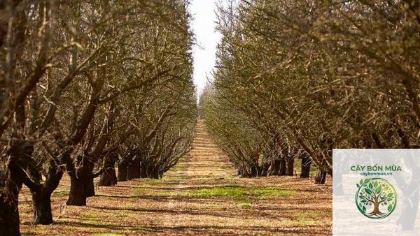 cây hạnh nhân California