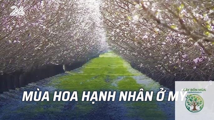 cây hạnh nhân Mỹ - Image 4