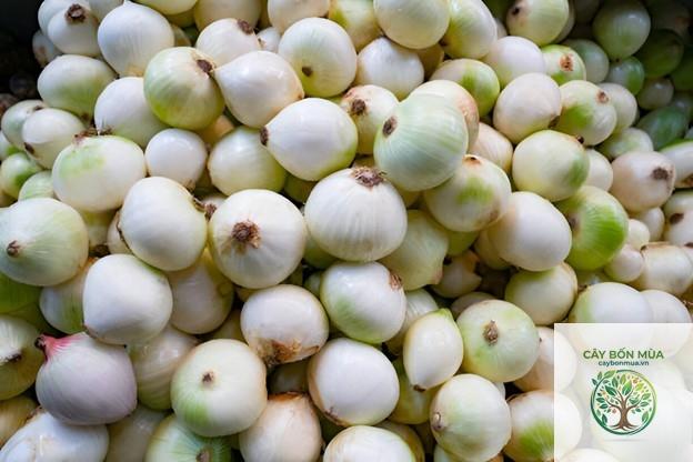 cây hành tây trắng