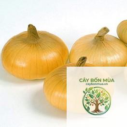 cây hành tây vàng
