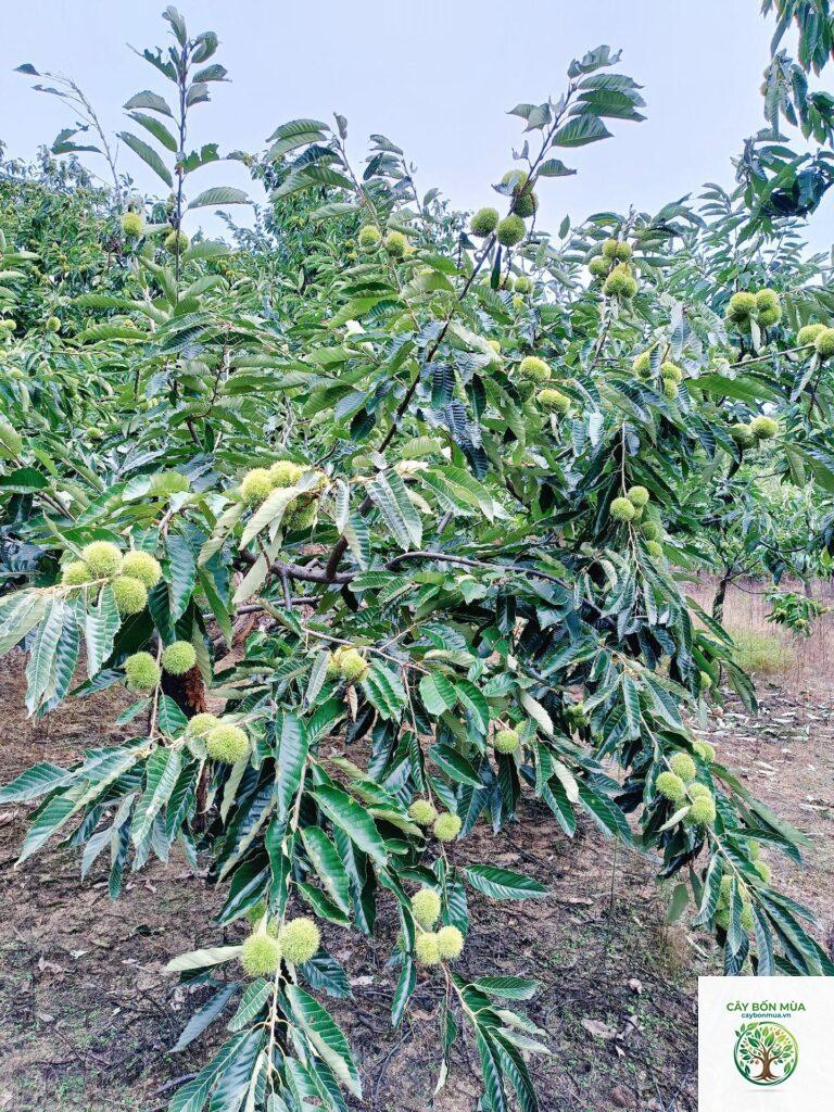 cây hạt dẻ