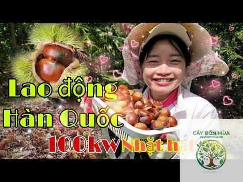 cây hạt dẻ Hàn Quốc - Image 4