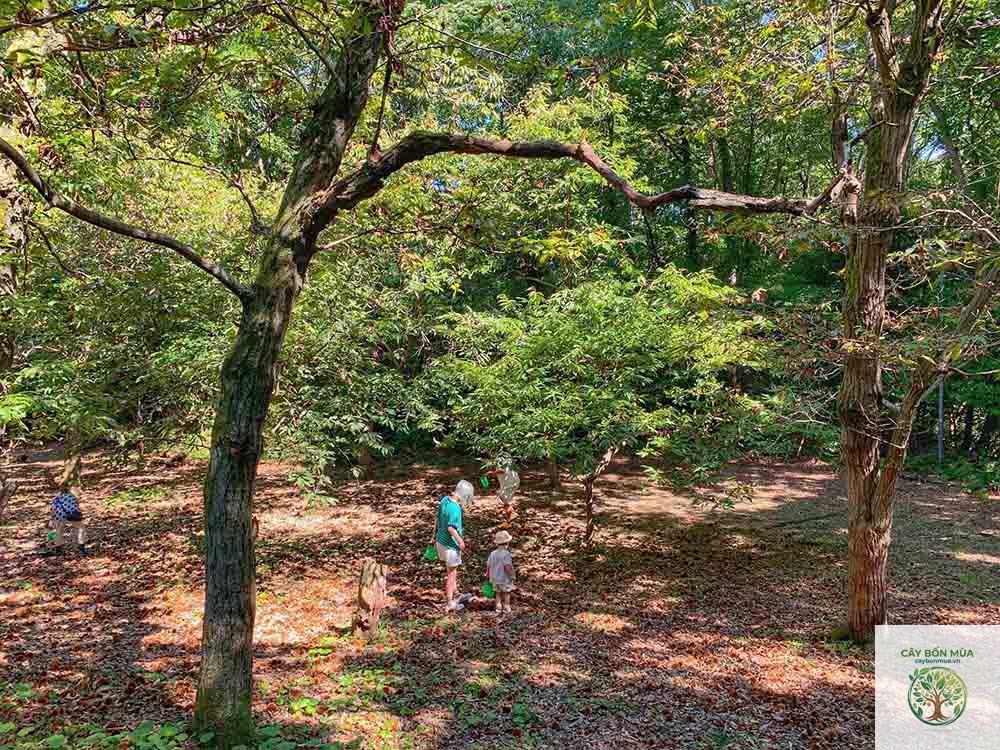 cây hạt dẻ Nhật Bản - Image 5