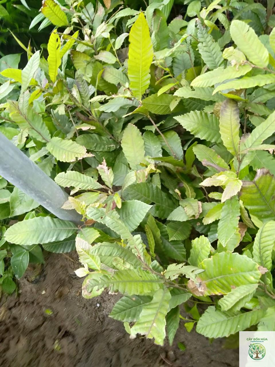 cây hạt dẻ Trung Quốc - Image 2