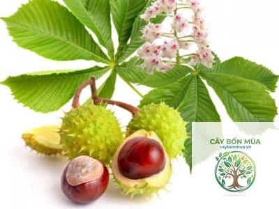 cây hạt dẻ châu Âu